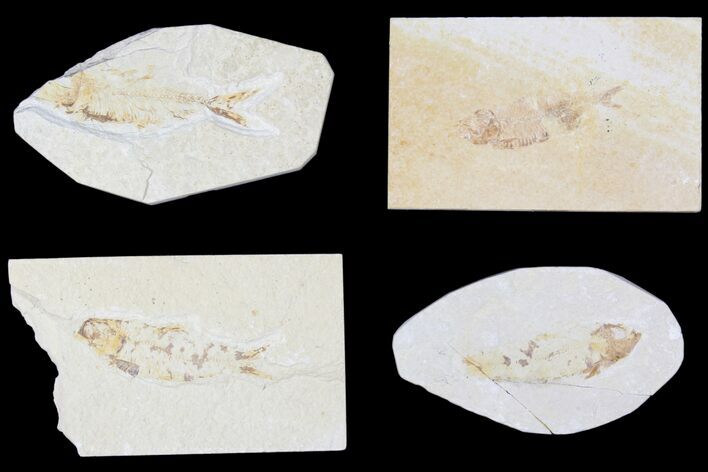 Lot: Green River Fossil Fish - Pieces #81221